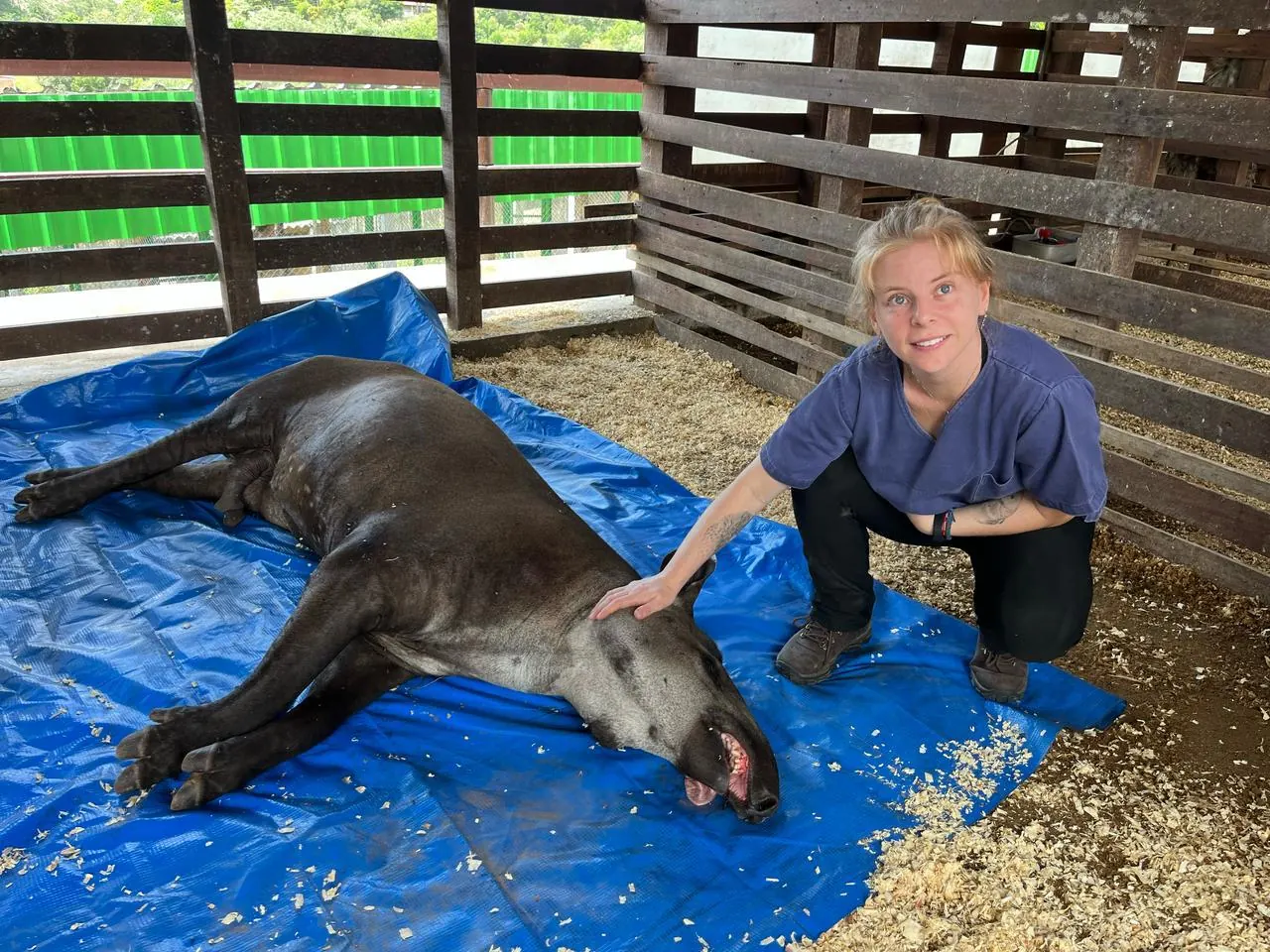 Guta crouching beside an anesthetized tapir on a blue tarp
