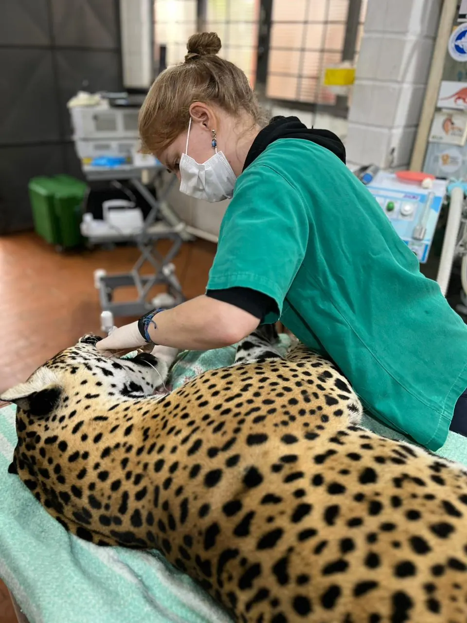 Guta next to an anesthetized jaguar on the procedure table