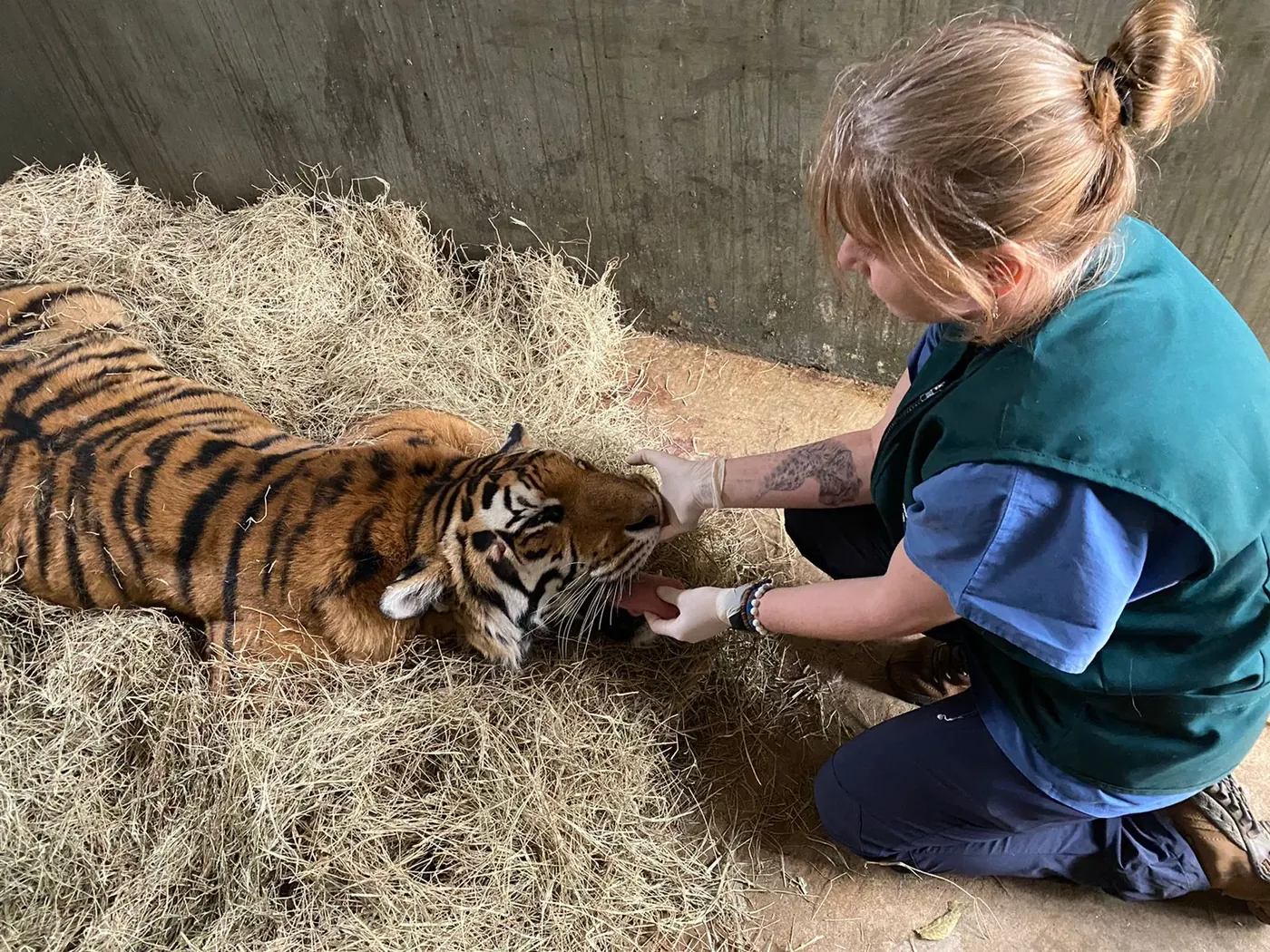 Guta examinando um tigre anestesiado deitado sobre o feno